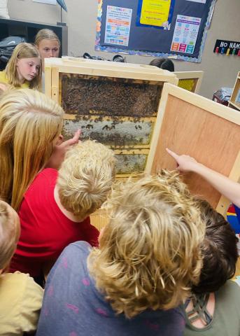 Students learn about bees