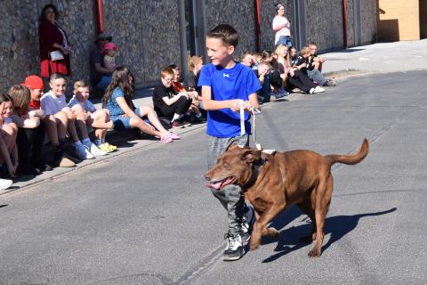 Pet Parade