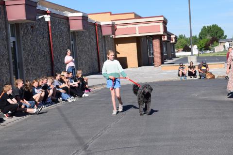 Pet Parade